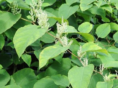 Japanese Knotweed