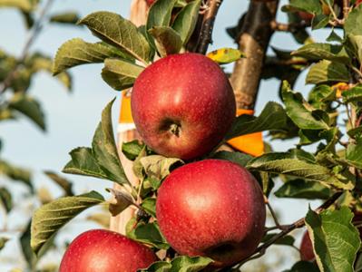 Apples on a tree