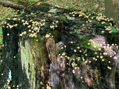 Mushrooms
