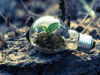 light bulb with plant