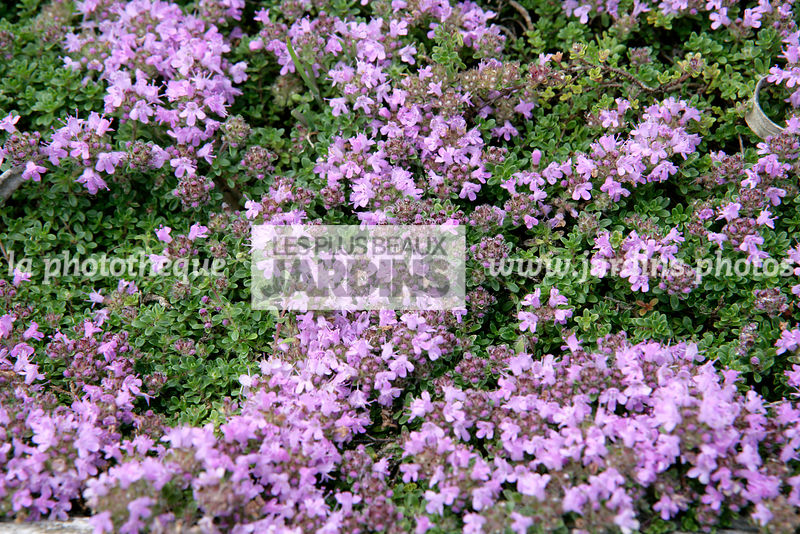 500 Graines De Thym Serpolet Rouge – Plante Vivace Couvre-Sol – Facile à Planter Jardin/Balcon