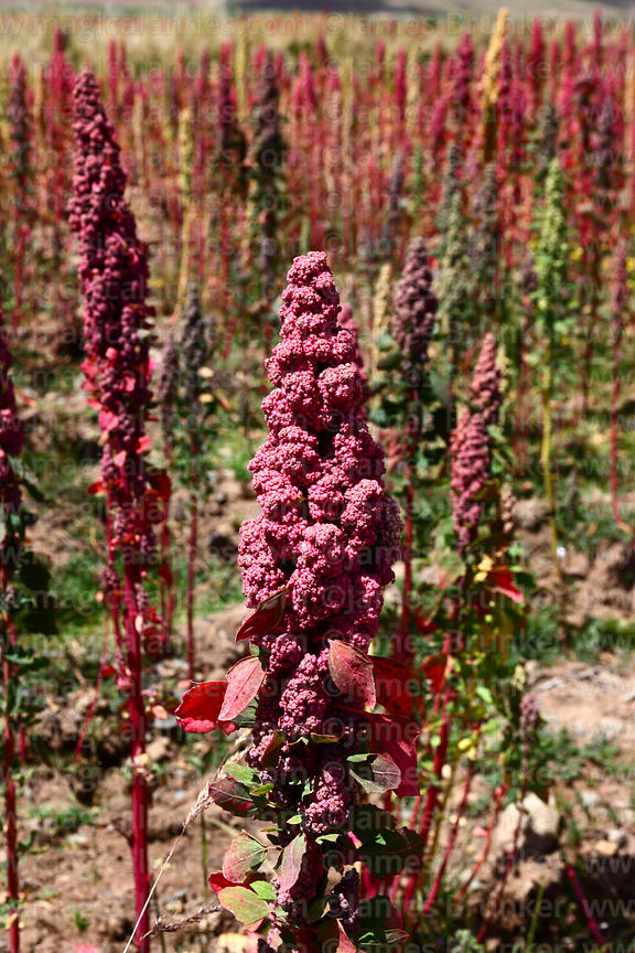 Magical Andes Photography Field of red quinoa plants ( Chenopodium