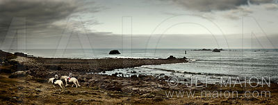 Horse riding on sea shore