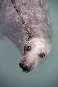 Seal, Dun Laoghaire Harbour..31.01.17.Picture: Maura Hickey.