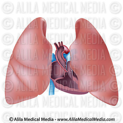 Alila Medical Media | Diving Medicine Images