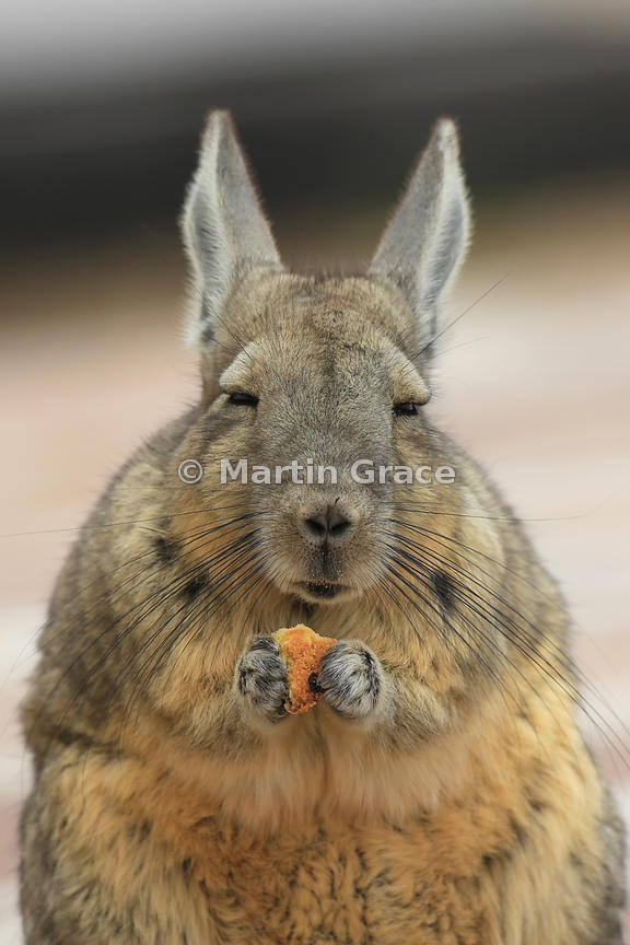 Martin Grace Photography | Mountain Viscacha or Vizcacha (Lagidium ...