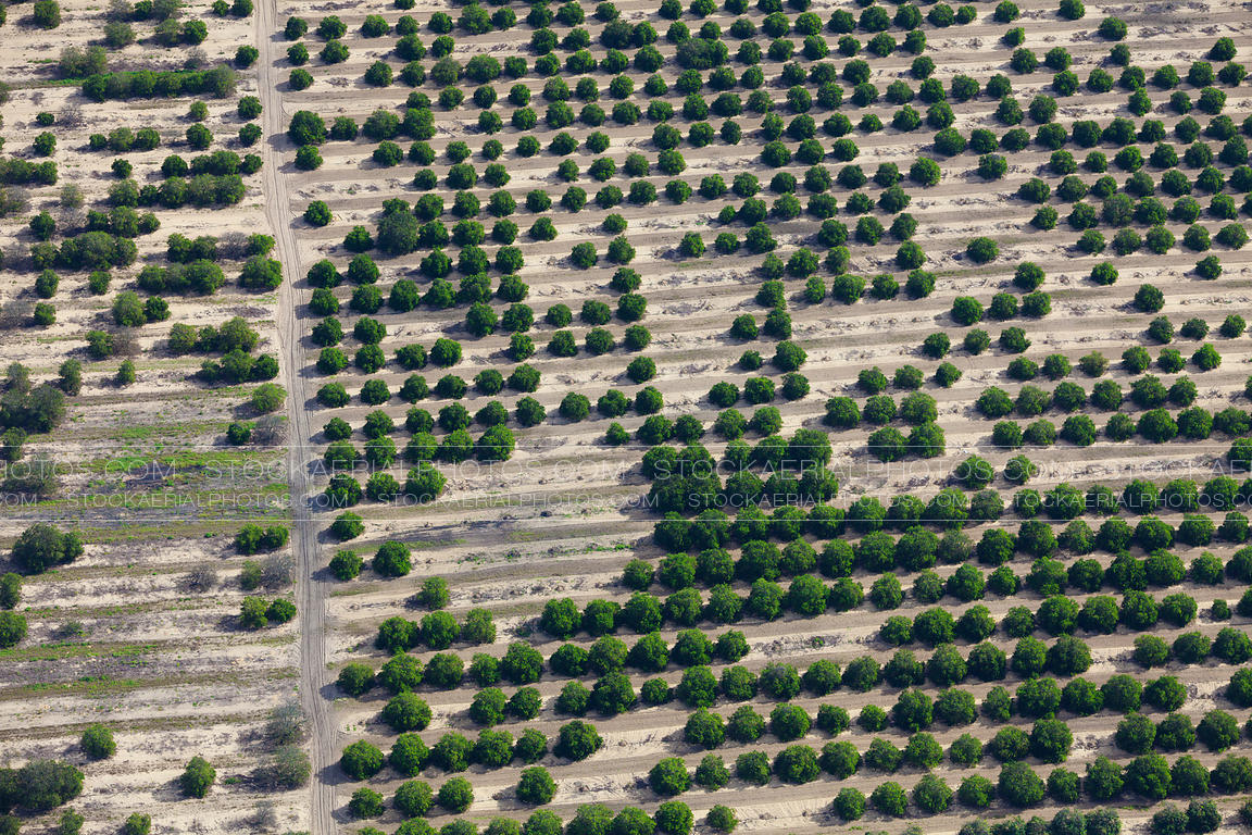 Aerial Photo Orange Groves, Florida