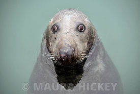 Seal, Dun Laoghaire Harbour..31.01.17.Picture: Maura Hickey.