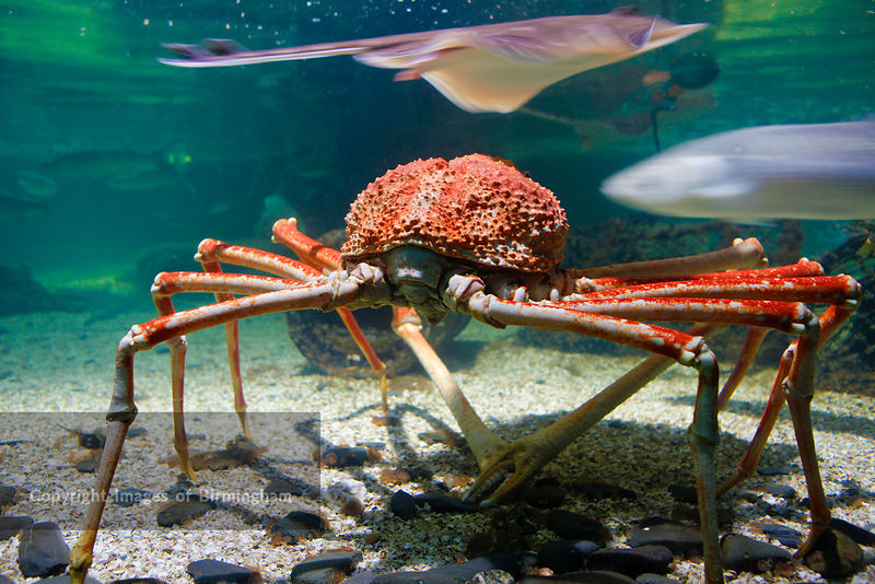 Images of Birmingham Photo Library One of the World's largest crabs at