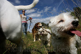 Ann Kiernan, Dog Walkies.