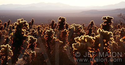Cholla Garden and Pinto Bassin panoramic view