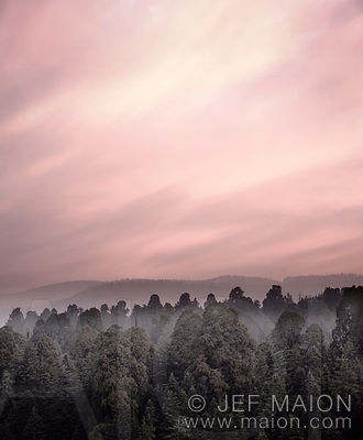 Pink sunrise over forest