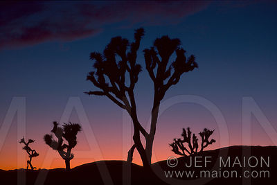 Joshua Tree silhouettes at dusk