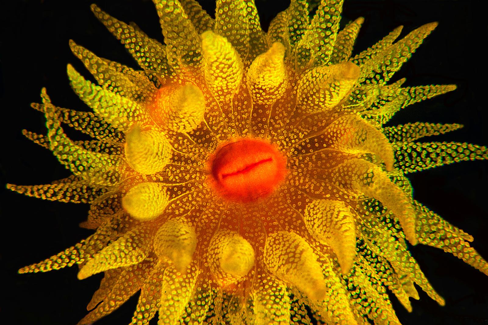 Photo sous marine photographe sous marin / Fleur sousmarine — free download