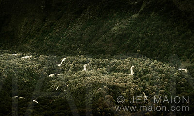 Winding road in forest