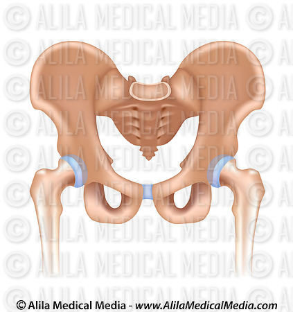 Alila Medical Media | Pelvic girdle, unlabeled. | Medical illustration