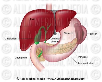 Alila Medical Media | Lymphatic System Images