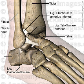 Heel Spur
