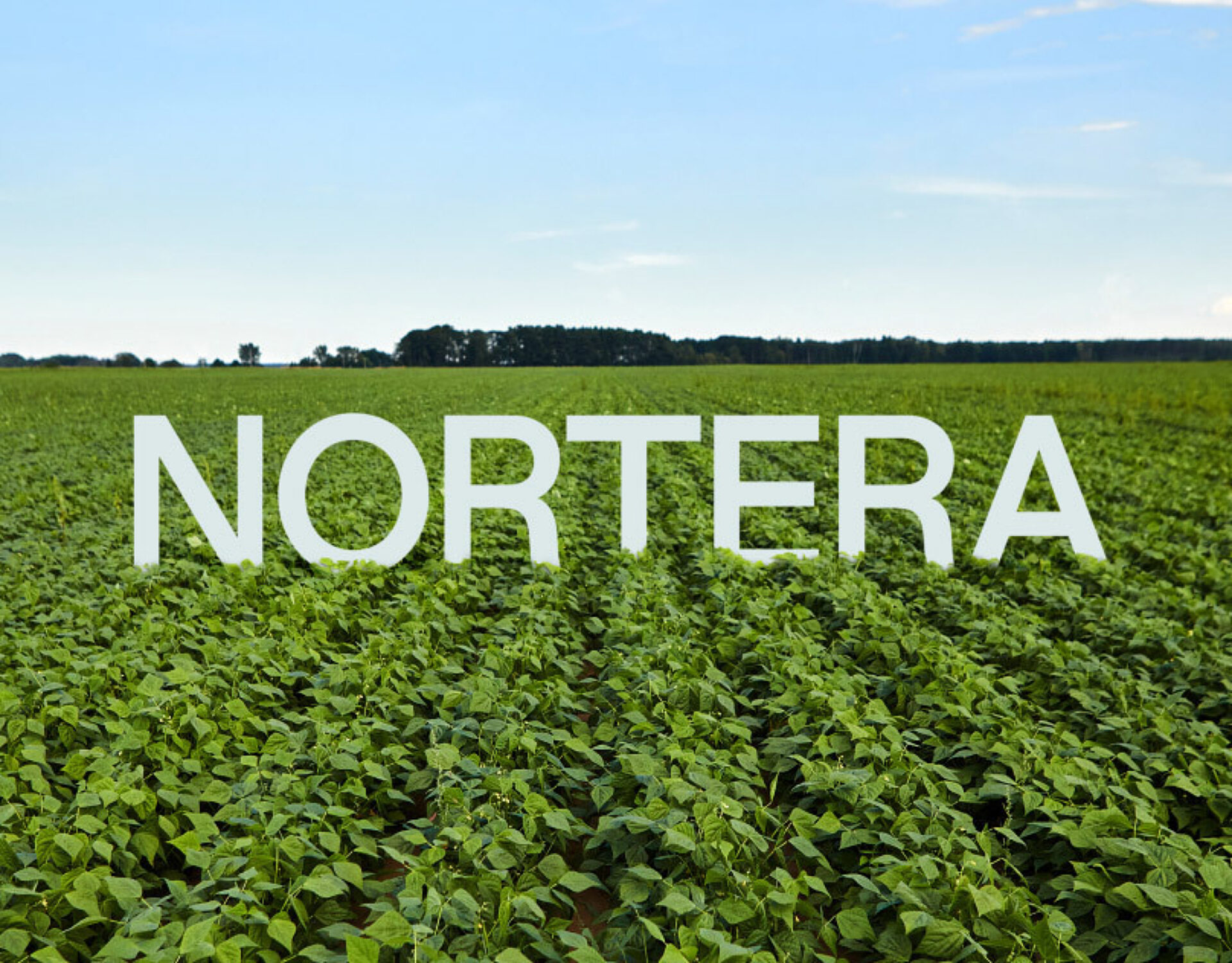 00 NORTERA THUMBNAIL