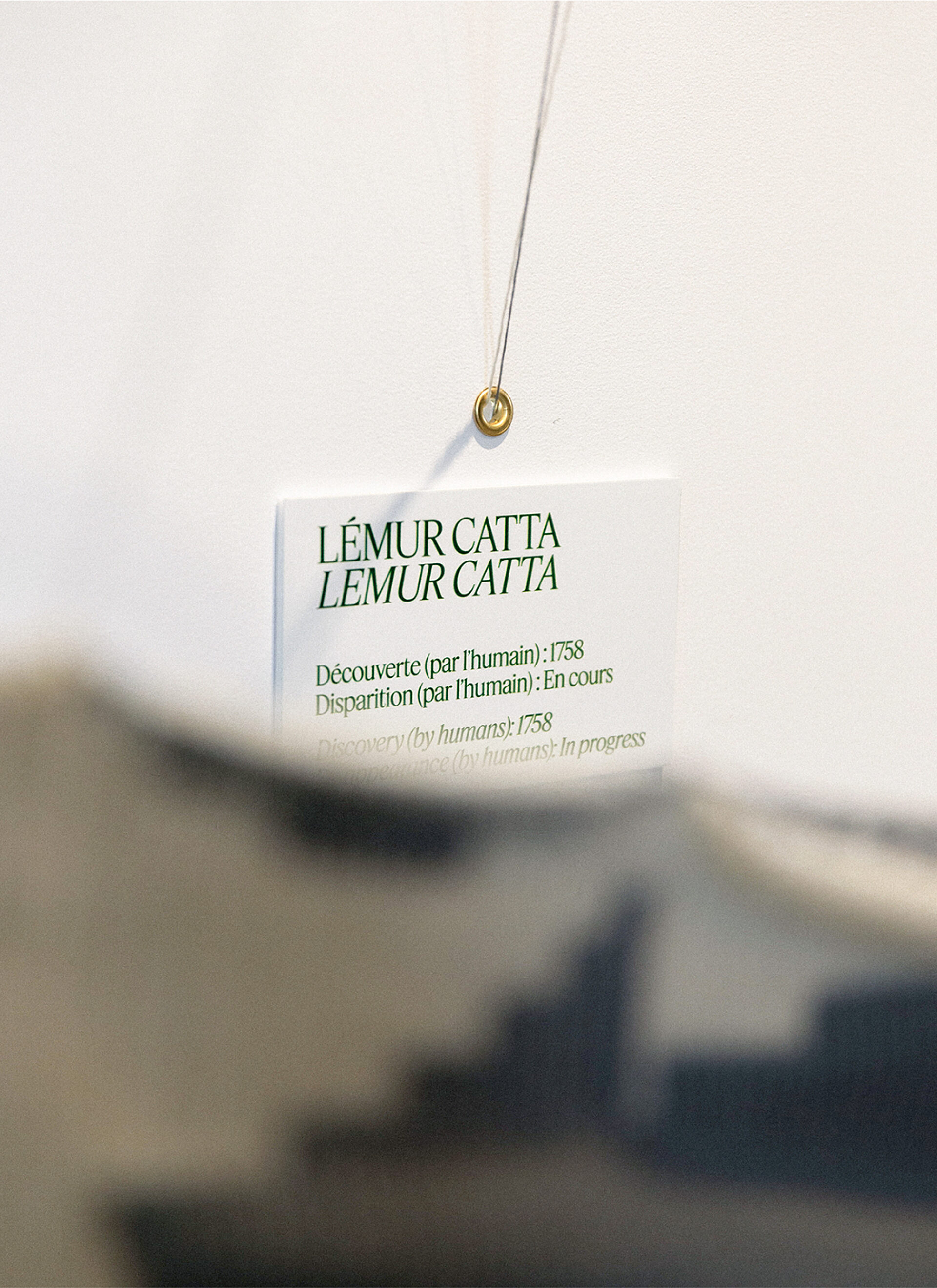 06 3 ZOO Mission Faune SITEWEB