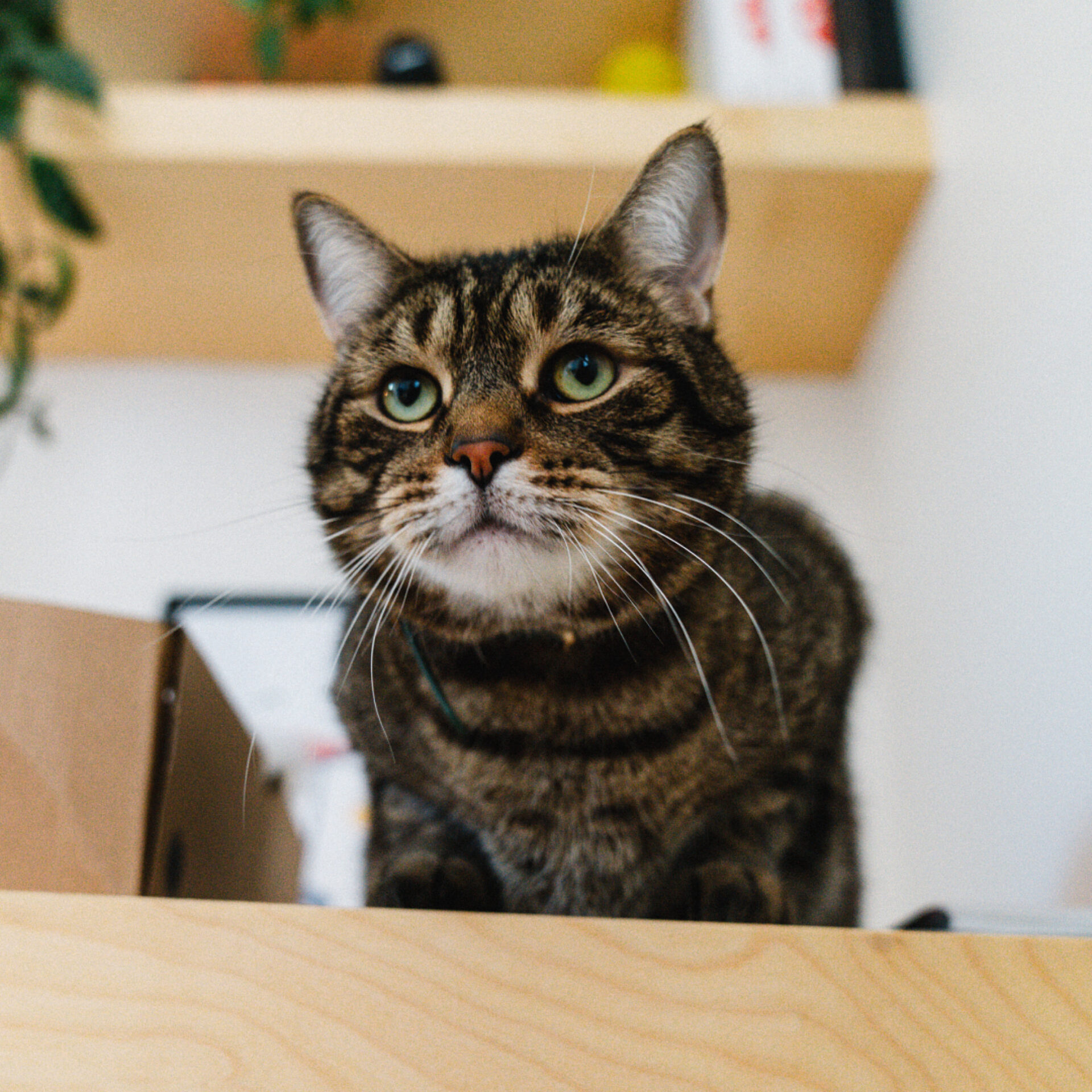 06 2 PEEK Vanessa Bourque