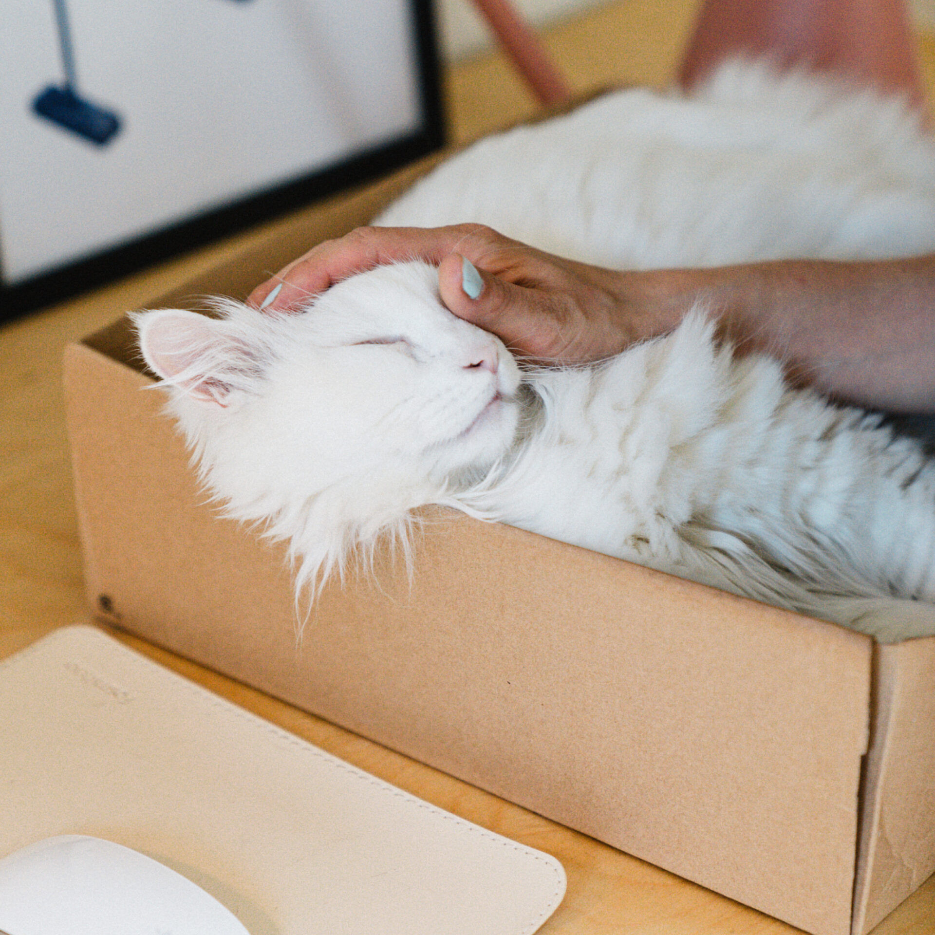 06 3 PEEK Vanessa Bourque