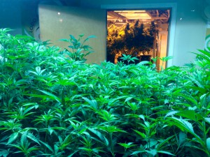 Cannabis in Denver 1