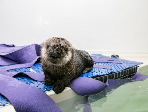 Pup 719 was found by a beachgoer on Carmel Beach, who alerted authorities. Sea otter rescue experts at the Monterey Bay Aquarium attempted to locate her mother, but were unsuccessful. They spent the next several weeks tending to the otter in the Intensive Care Unit. (Brenna Hernandez/Shedd Aquarium)