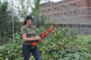 Program Coordinator Tina Bentley at Cook County Jail Garden