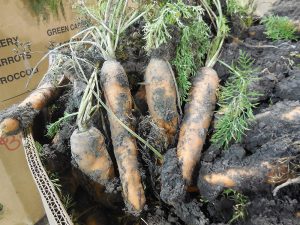 Carrots grown at Growing Power's Milwaukee Farm