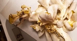 Golden oyster mushrooms being weighed on a small scale