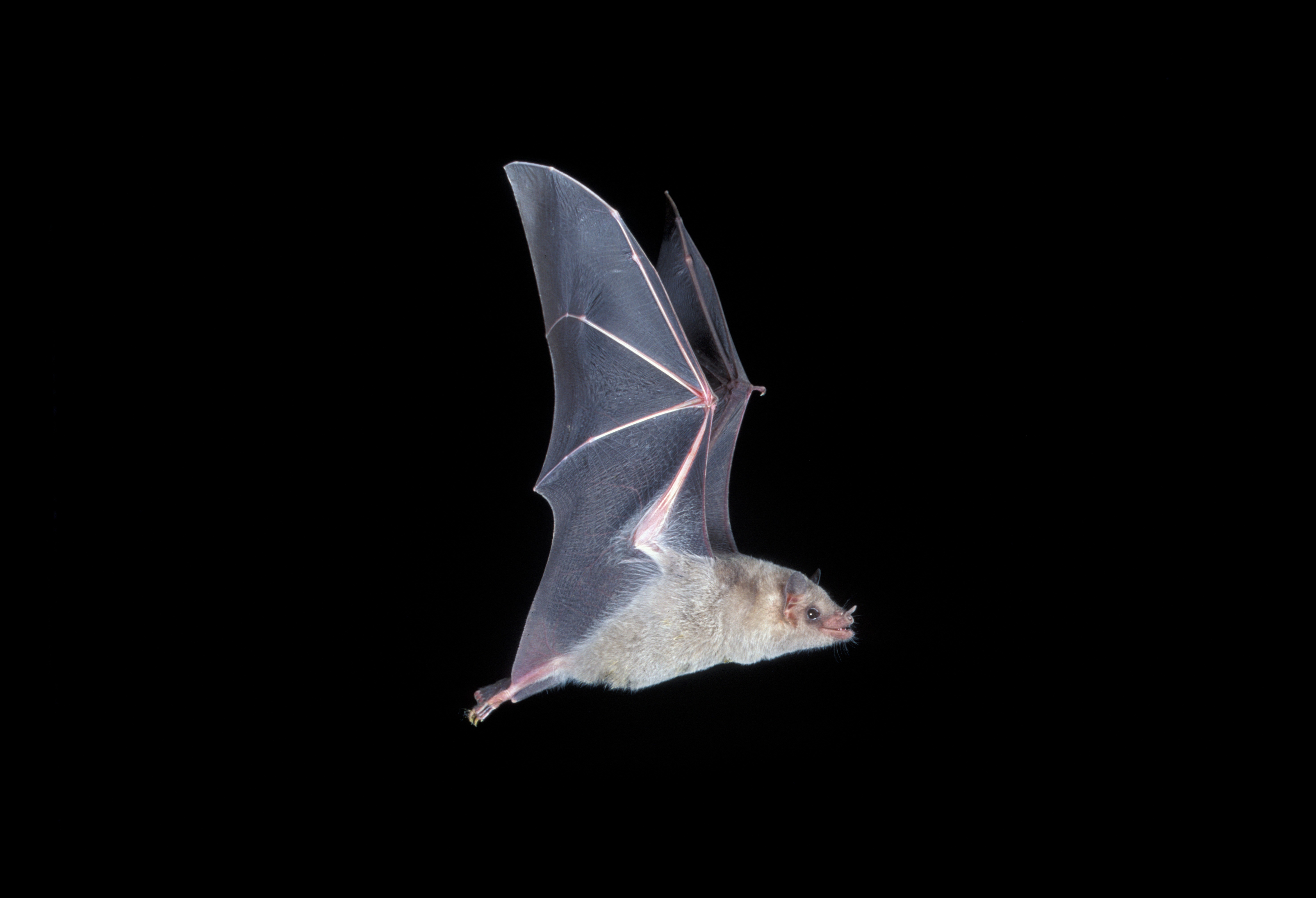 A Mexican Long Nosed Bat Is In Flight.