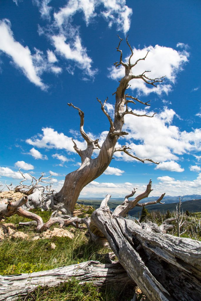 Dead whitebark pine.
