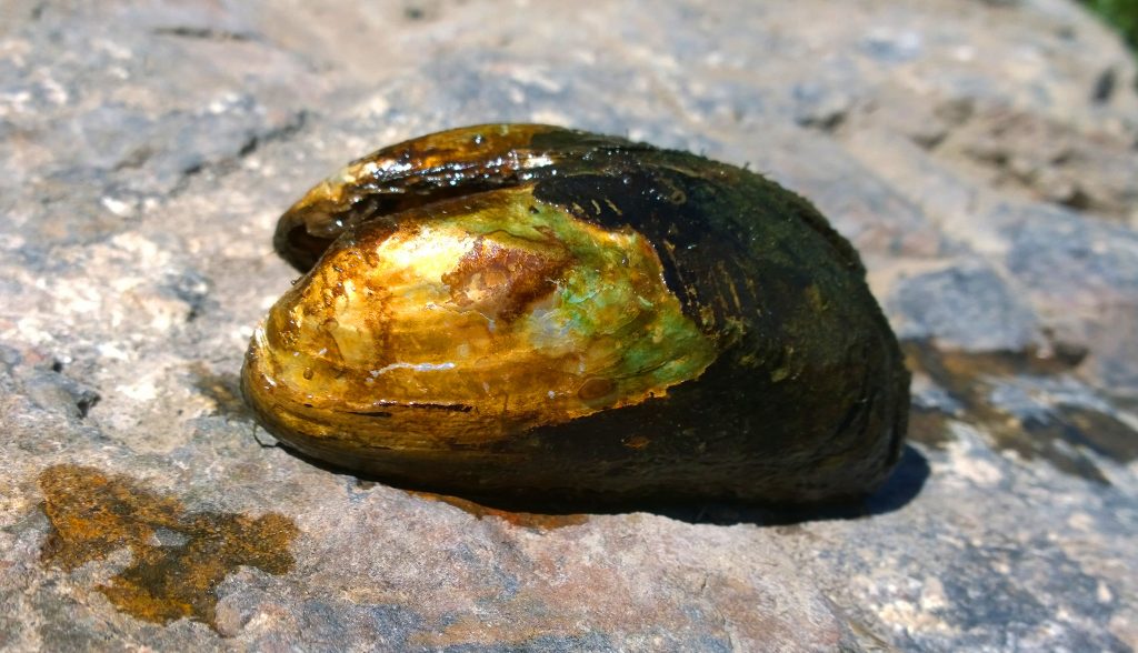 Western ridged mussel