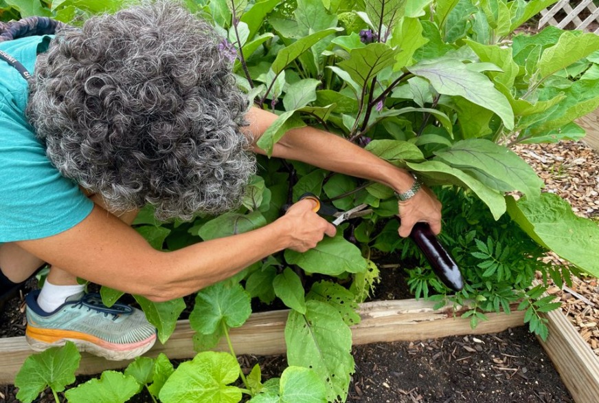 Jean Fies harvests an eggplant from an Evanston Grows garden.