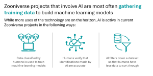An infographic displaying the primary uses of artificial intelligence in Zooniverse projects. These include using human classified data to train machine learning, using humans to verify AI classifications and using AI to filter down large data for human classification.