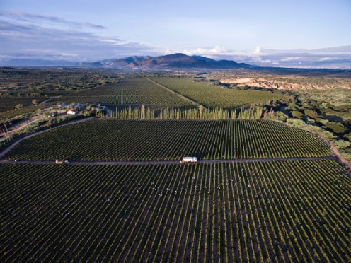 Bolivian vineyard landscape with mountains