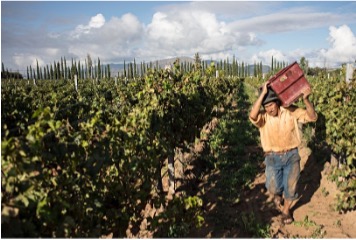 Bolivian vineyard worker carrying grapes