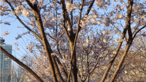 Cherry blossoms in Chicago