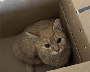 Cat in a cardboard box