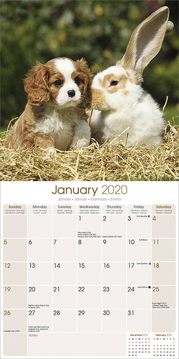 Baby Animals Calendar 2020 Pet Prints Inc.