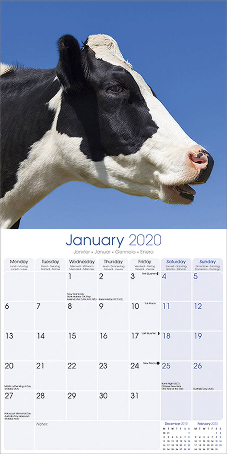 Cows Calendar 2020 Pet Prints Inc 