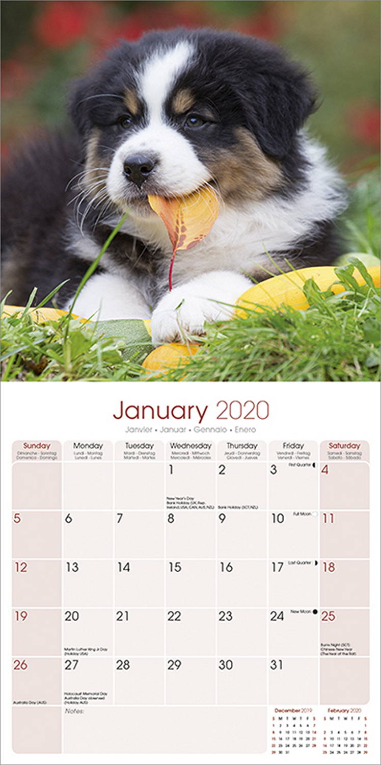 Australian Shepherd Calendar 2020 Pet Prints Inc Australian Shepherd Calendar 2020 Pet Prints Inc