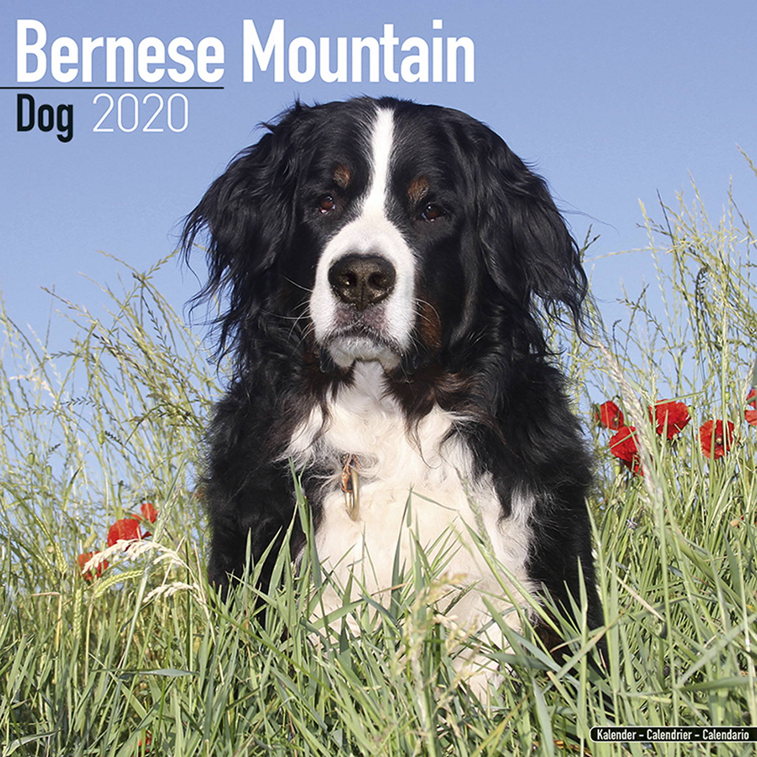 Bernese Mountain Dog Calendar 2020 Pet Prints Inc Bernese Mountain Dog Calendar 2020 Pet Prints Inc