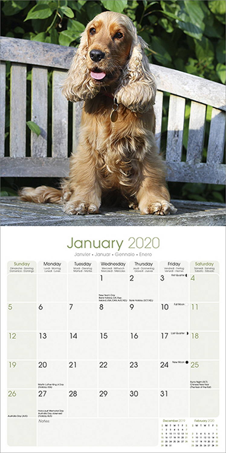 English Cocker Spaniel Calendar 2020 Pet Prints Inc.