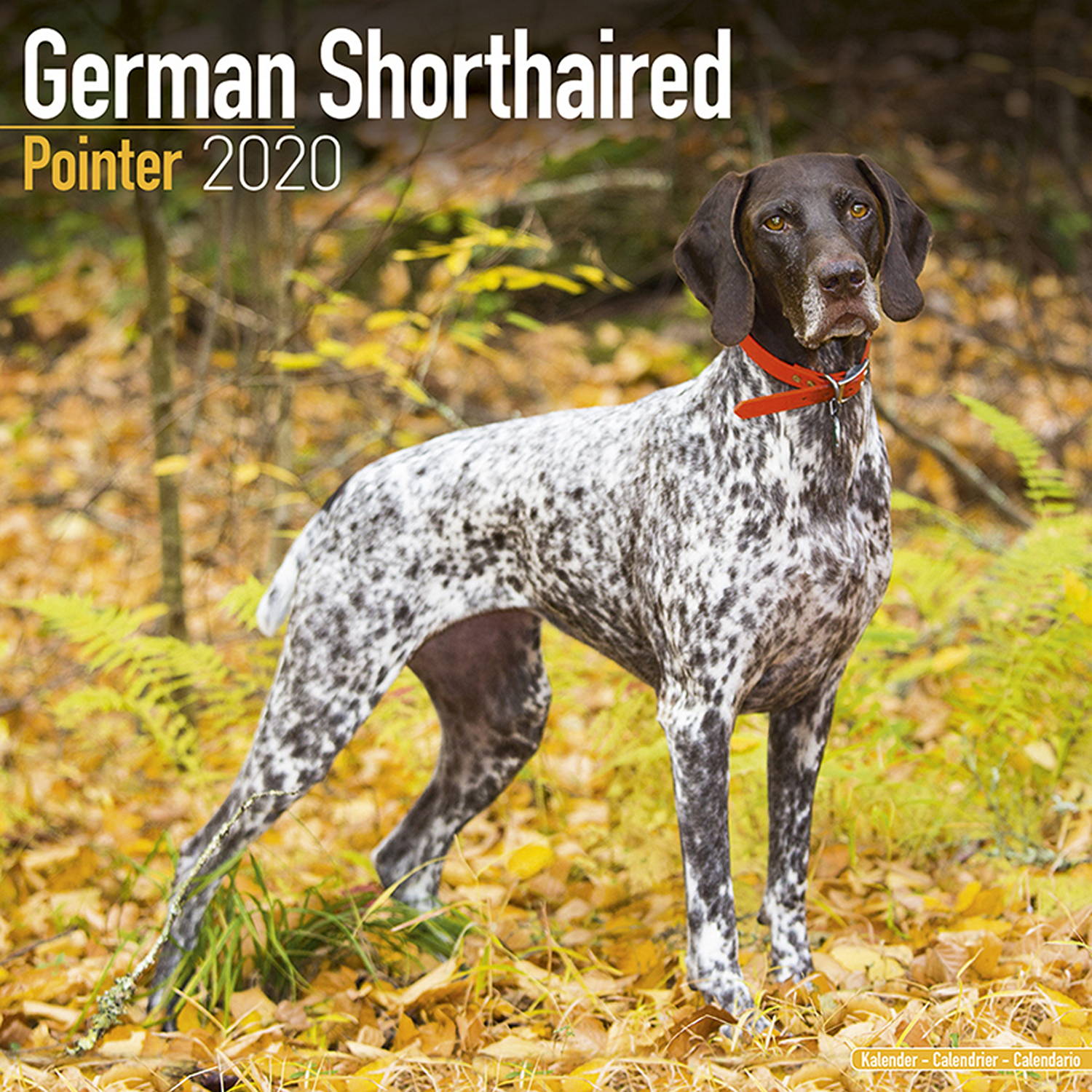 German Shorthair Pointer Calendar 2020 Pet Prints Inc German Shorthair Pointer Calendar 2020 Pet Prints Inc