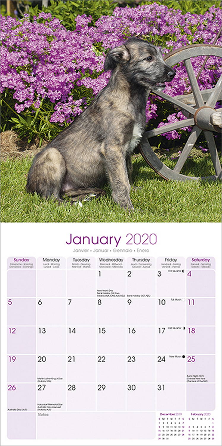 Irish Wolfhound Calendar 2020 Pet Prints Inc.