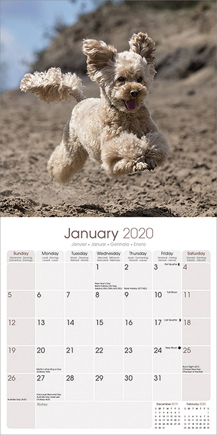 Poodle Toy & Miniature Calendar 2020 Pet Prints Inc.