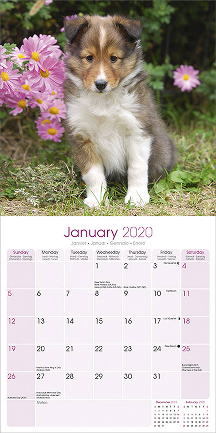 Shetland Sheepdog Calendar 2020 | Pet Prints Inc.