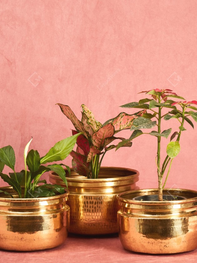 tulsi plant in pot Tulsi Vatika Pot White  Durable & Stylish Planter for Home
